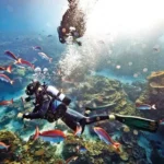 Best Scuba Diving Spots in the Great Barrier Reef, Australia