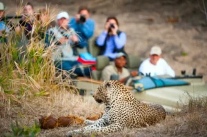 Best Wildlife Tours in South Africa